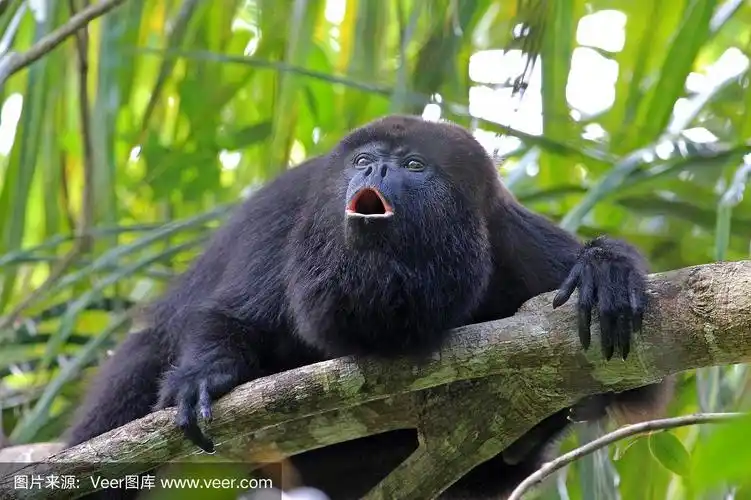 黑吼猴嚎叫