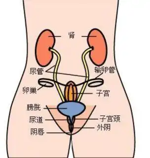 女性的子宫如此脏,你知道吗?姑娘们别再无知了.