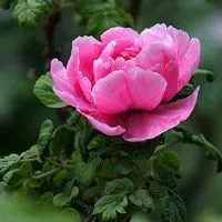 微信头像小清新花 清新淡雅的花儿【点击鼠标右键下载】