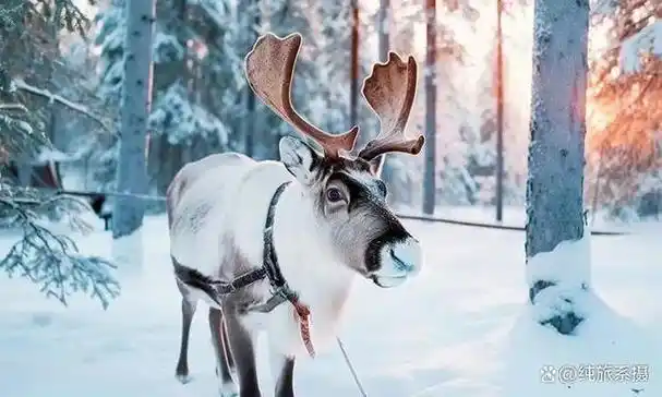 比北海道更浪漫!穿过雪原看繁星,偶遇极光喂驯鹿,是谁狠狠羡慕