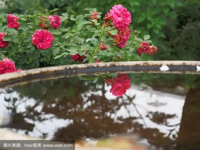 红玫瑰花在水中的倒影