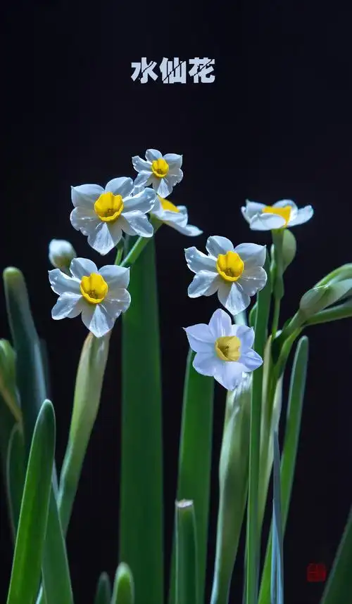 水仙花 - 美篇