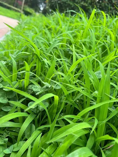 东湖的绿草很美呀为什么一定要割它