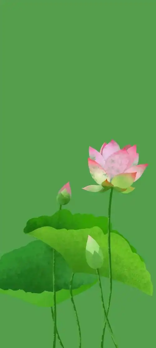 清新绿色护眼荷花壁纸