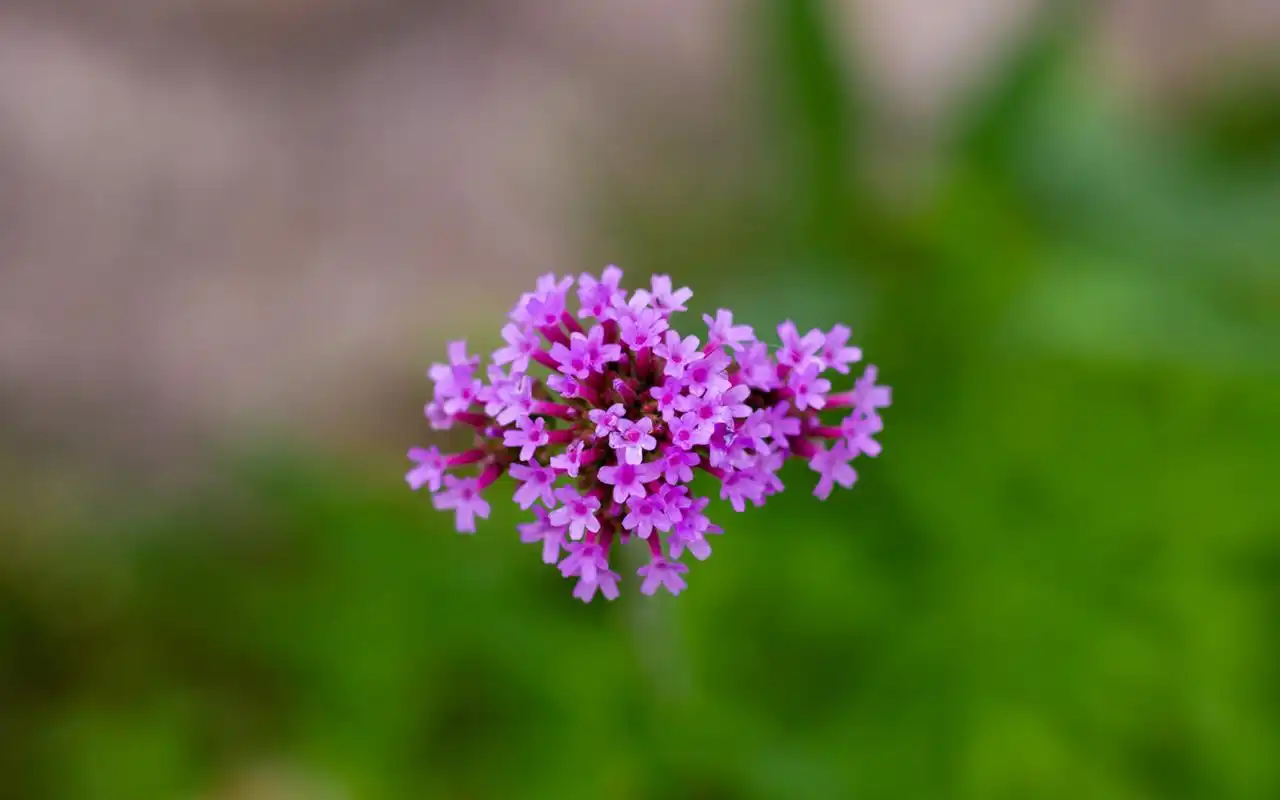 清新养眼紫色植物花卉图片桌面壁纸高清大图预览1920×1200_植物壁纸