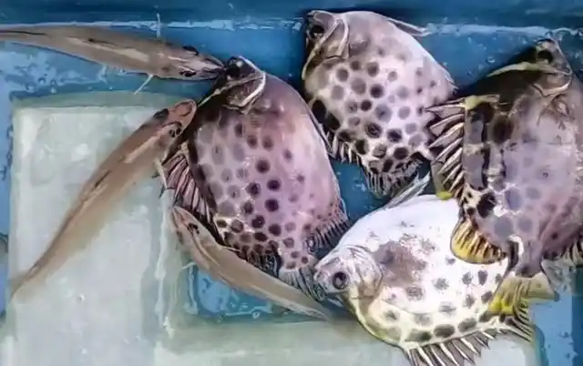 怎么样金鼓鱼( 金鼓鱼怎么吃不苦 )