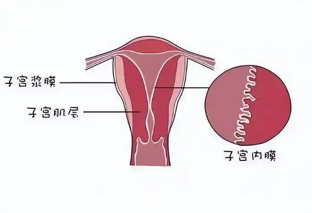 没有子宫的女人,和正常的女性有何不同呢?本文告诉您实情