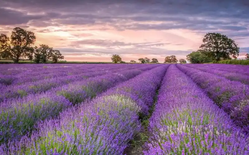 唯美薰衣草花海图片合集电脑桌面壁纸下载第二辑