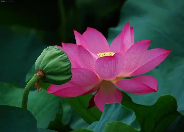 终于拍到红色的荷花