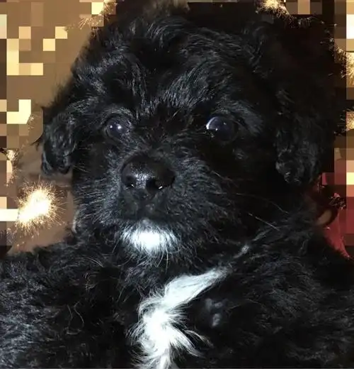 黑色泰迪求领养