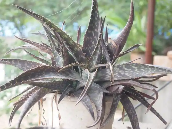 一颗很常见的芦荟,被放养在老房子的阳台,颜色变得好美啊!
