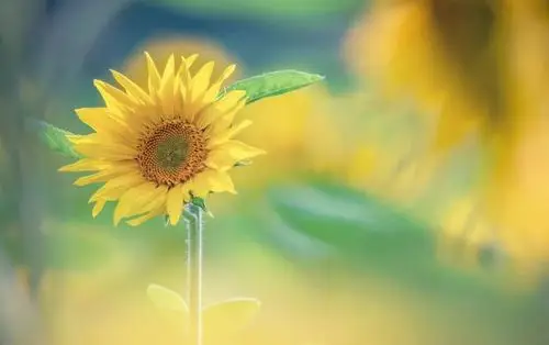 心里充满阳光,纯洁的心犹如一滴清水,无论外界如何烟雨迷蒙,然我清者