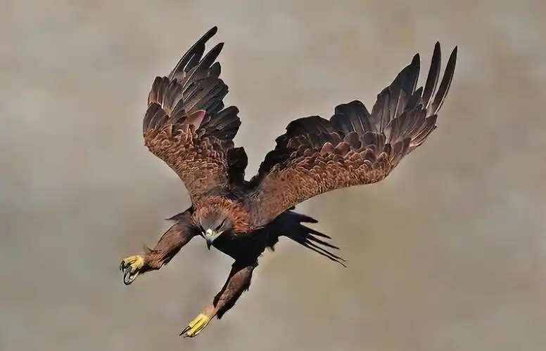 一只"金雕"追杀村民两年,真相暴露后,法院:村民将被判入刑_吴永田_那