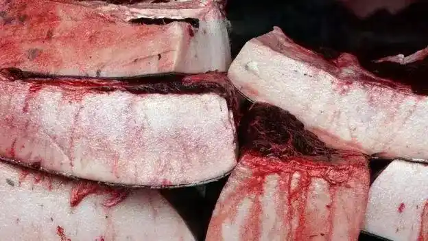 帮日本隐瞒了9年之后,澳大利亚终于公开了这段血腥视频!