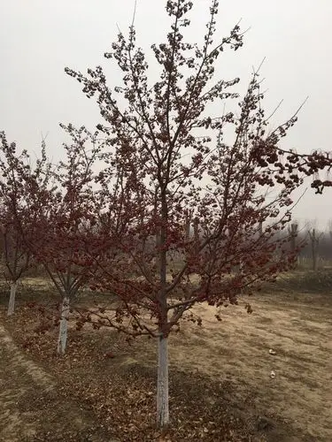 0公分北京市红宝石海棠价格_北京禾润苗木有限公司-爱淘苗