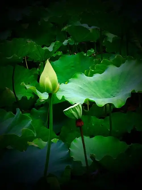 唯美荷花—夏日里最美的意境