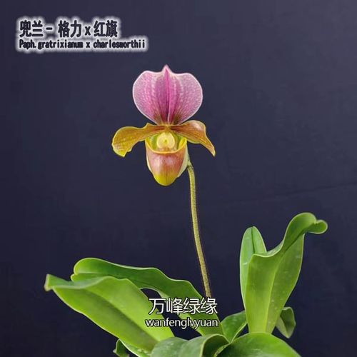 绿缘 格力x红旗p. gratrixianum x charlesworthii兜兰小型盆栽