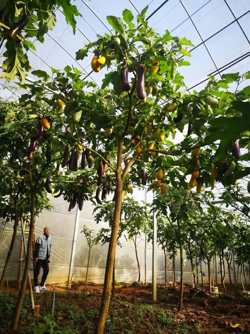本来想着明天去基地给大家拍摄茄子树嫁接的视频,有空再直播一下 - 抖
