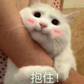 猫抱住撒娇搞怪可爱gif动图_动态图_表情包下载_soogif