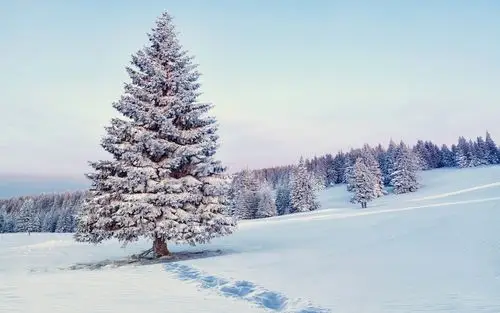 首页 自然和风景 冬季 雪,树,森林,冬天的景色 壁纸 雪,树,森林,冬天