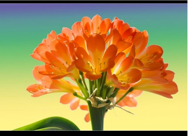 十二个月的花季分别是什么花