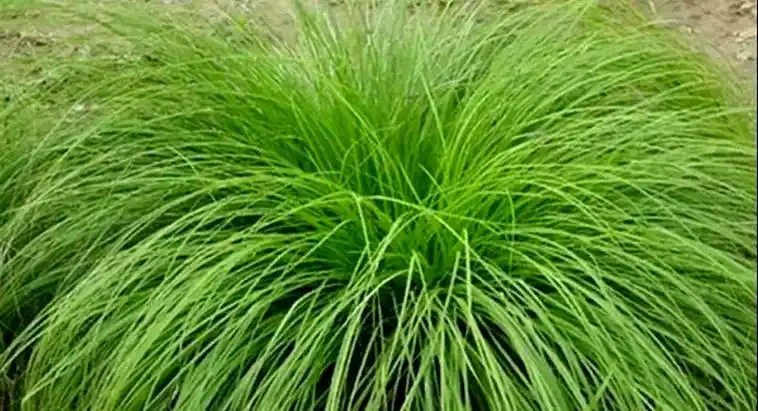 日月峡中草药宽叶苔草