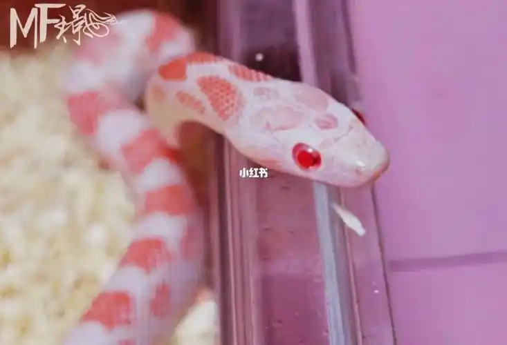 玉米蛇超嫩的美人