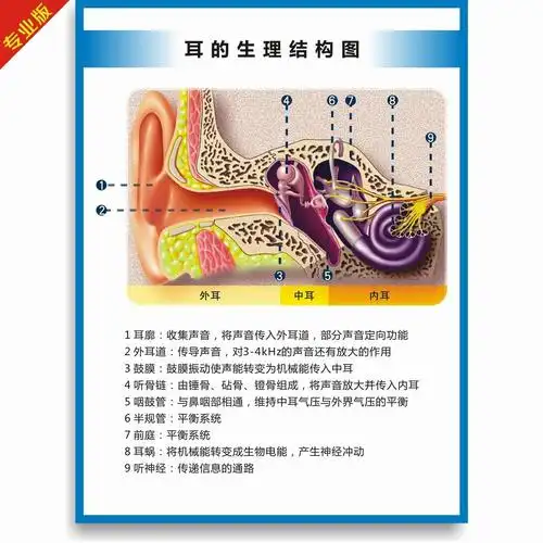 双耳解剖图耳朵的构造图耳部结构图听力损失分级中英文医学挂图