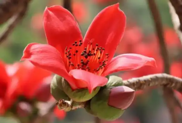 木棉花的花语是英雄之花,一直被视为英雄的象征.