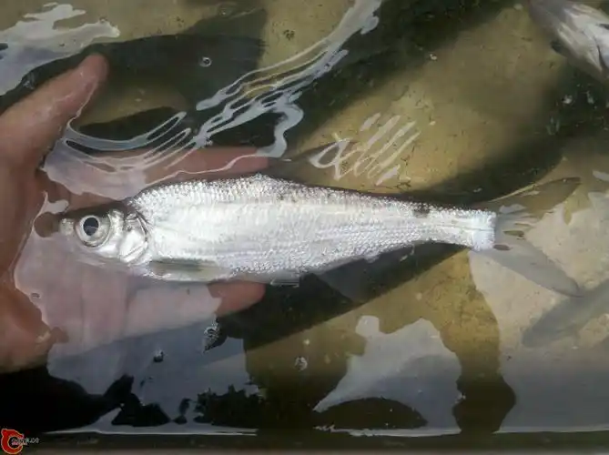 18 正文摘要:              和以前被误鉴定为大眼近红鲌的长吻梅氏鳊