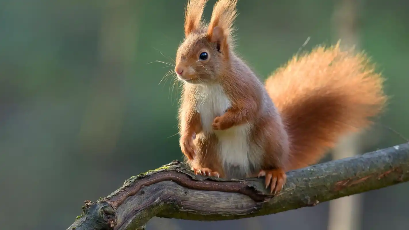可爱小动物松鼠图片合集电脑壁纸