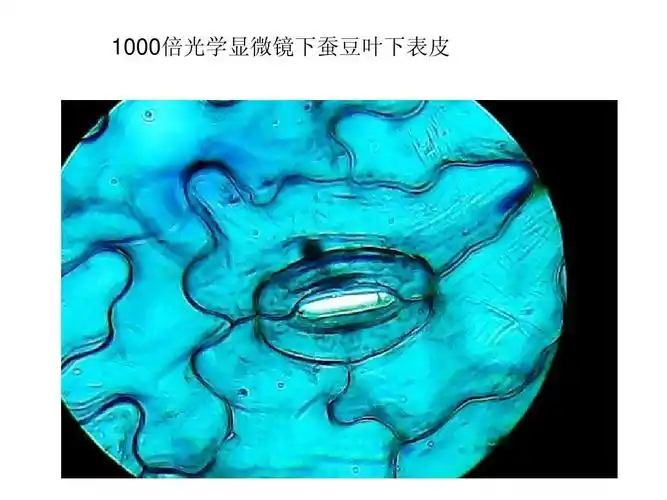 1000倍光学显微镜下蚕豆叶下表皮ppt
