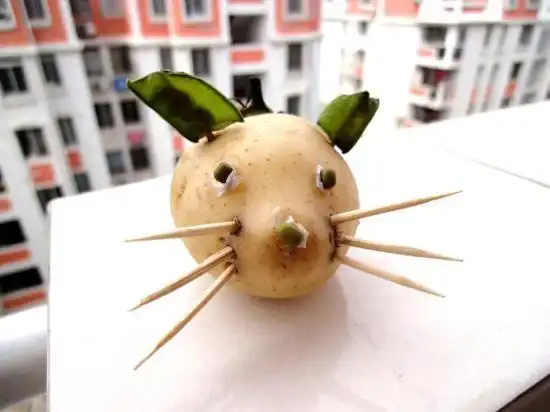 我的土豆老鼠和蔬菜孔雀手工