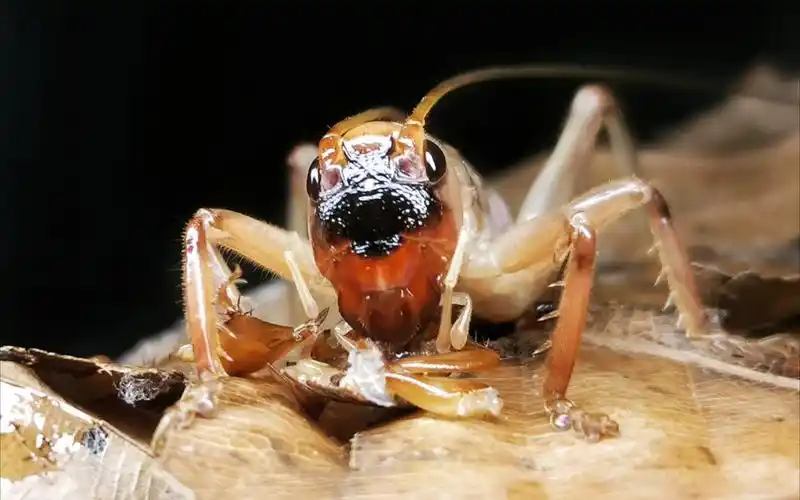 恐怖的简蟋螽!_哔哩哔哩_bilibili