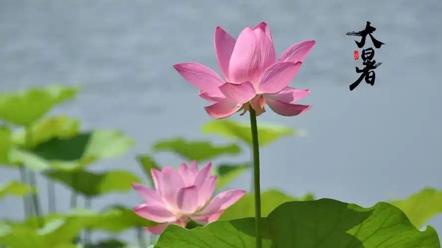 大暑之荷花风景壁纸_大自然风景壁纸