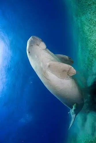 海牛目·海牛科·海牛属:非洲海牛