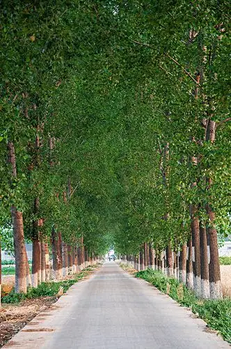 乡间小路和高耸的白杨树