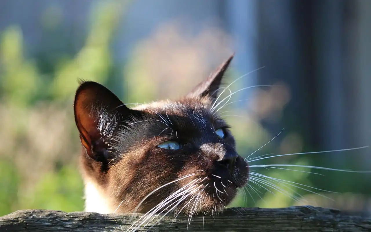 可爱暹罗猫图片高清摄影壁纸