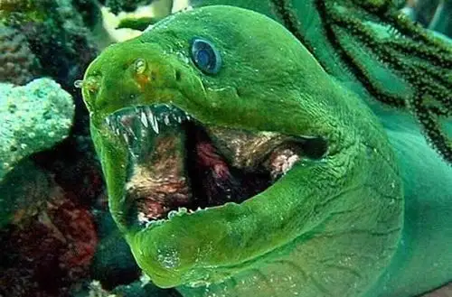 海洋中十大恐怖的鱼类:深海中的神秘生物