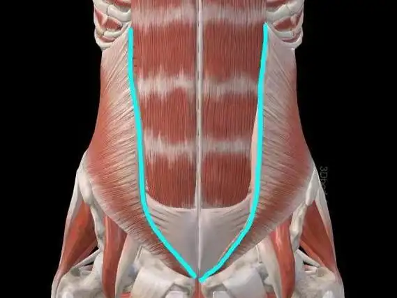 人鱼线?马甲线?