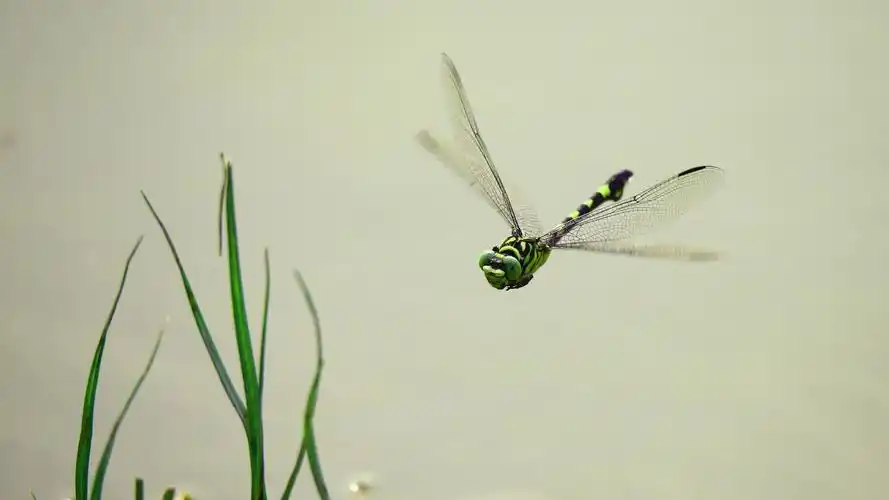 菜鸟两张加绿蜻蜓