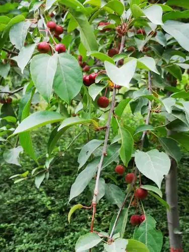 此时的北美海棠果