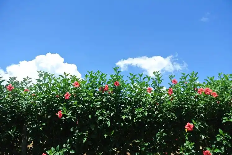 蓝天白云~绿叶羞花~ - 堆糖,美图壁纸兴趣社区