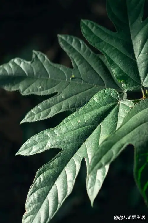 药用植物|五指毛桃