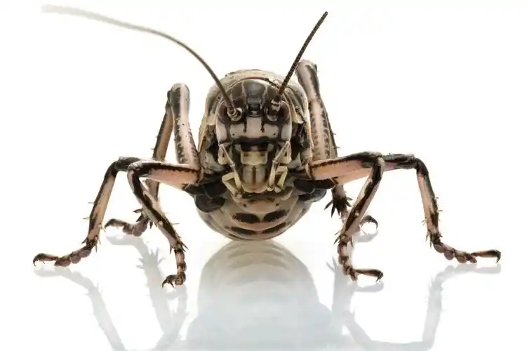 雄性圆翅鸣螽的惨痛第一次:雌性鸣螽交配完还会咬去它身体的一部分