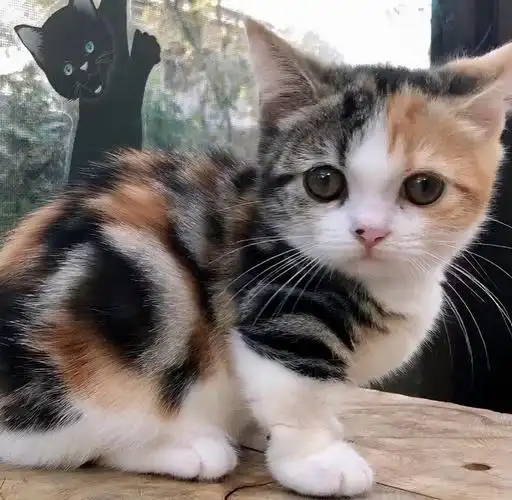 "土猫"也有不同的种类!这几款颜值超高的田园猫,不知你喜欢哪款?