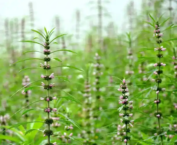 【科普贴】110种农村野生中草药(图片)你认识哪些?_食用_治疗_金银花