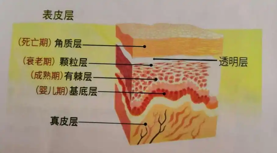 我们皮肤问题的根源出在哪里吗?皮肤各层的功能与作用是哪些? - 美篇