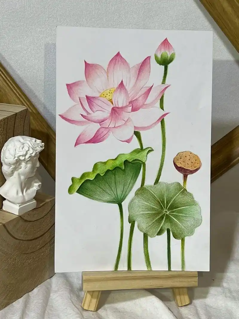 零基础彩铅荷花.#和抖音一起学画画 #彩铅教程 #彩铅花卉 - 抖音