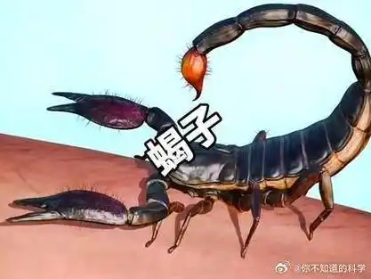 被蝎子蜇到会怎么样